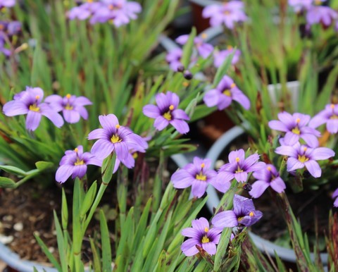 SISYRINCHIUM  EK BALLS
