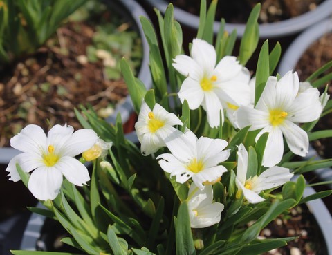 SISYRINCHIUM ICEBERG