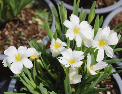 SISYRINCHIUM ICEBERG