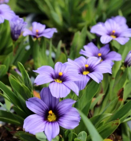 Sisyrinchium idahoense var macounii