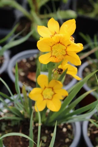 Sisyrinchium macrocarpum