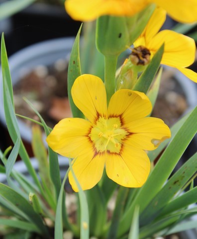 SISYRINCHIUM MACROCARPUM