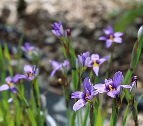 sisyrinchium montanum