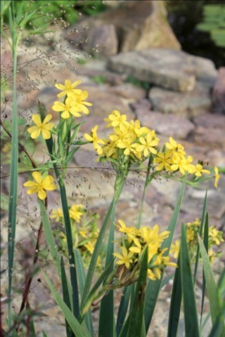 SISYRINCHIUM PALMIFOLIUM