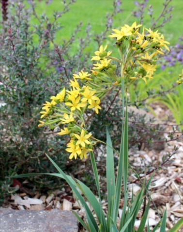 SISYRINCHIUM PALMIFOLIUM