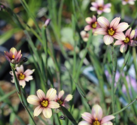 Sisyrinchium 'Quaint and Queer'