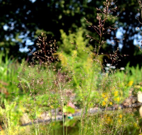 Sporobolus heterolepis