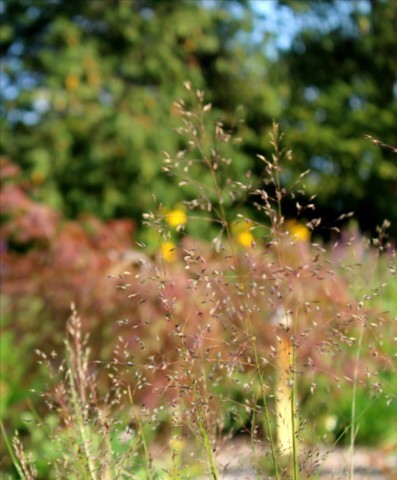 Sporobolus heterolepis