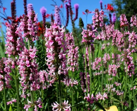 Stachys officinalis 'Pink Cotton Candy'