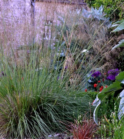 stipa gigantea