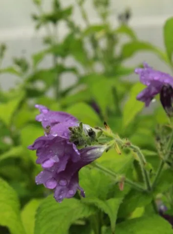 Strobilanthes attenuata ssp. nepalensis