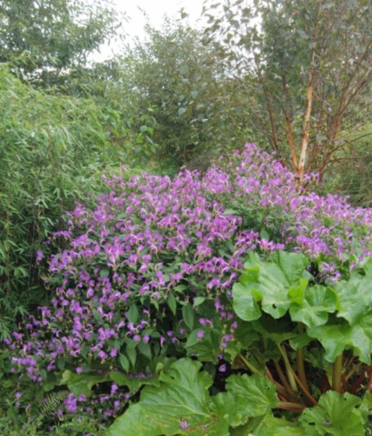 Strobilanthes penstemonoides