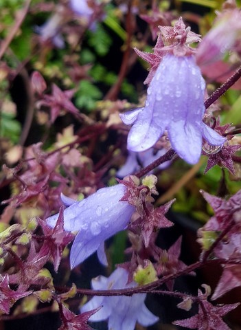 Symphyandra zanzegura