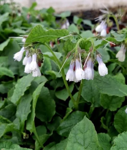 Symphytum grandiflorum 'Wisley Blue'
