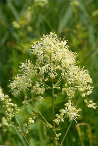 thalictrum