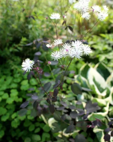 Thalictrum x petaloideum 'Ghent Ebony'