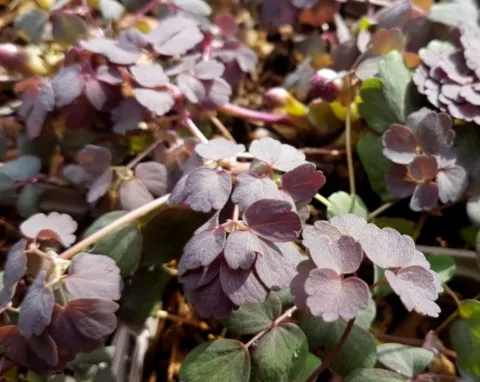 Thalictrum x petaloideum 'Ghent Ebony'