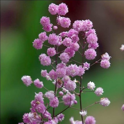 thalictrum