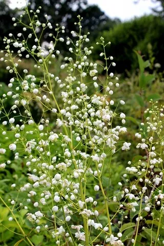 Thalictrum splendide white