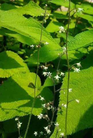 Tiarella trifoliata