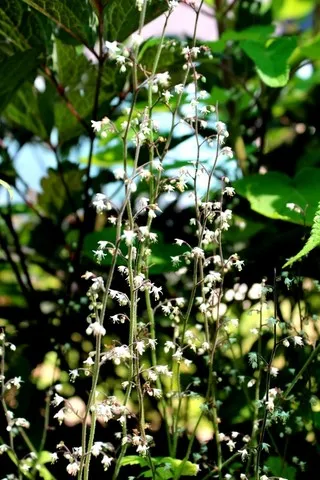tiarella trifoliata