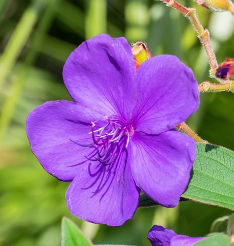 tibouchina