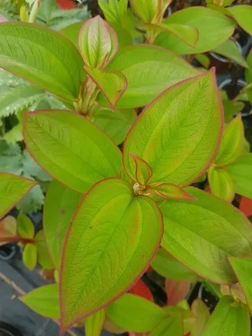 Tibouchina urvilleana
