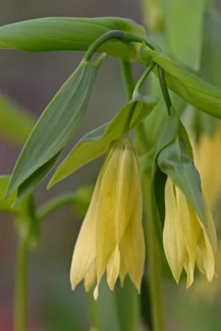 uvularia