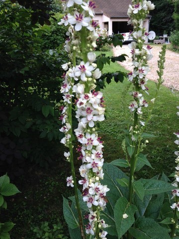 Verbascum chaixii 'Album'