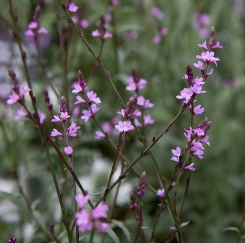Verbena 'Bampton'