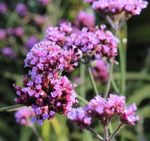 Verbena bonariensis