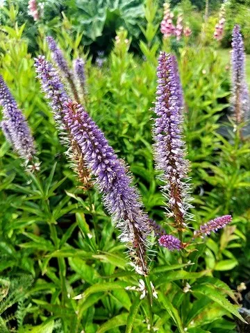 veronicastrum cupid