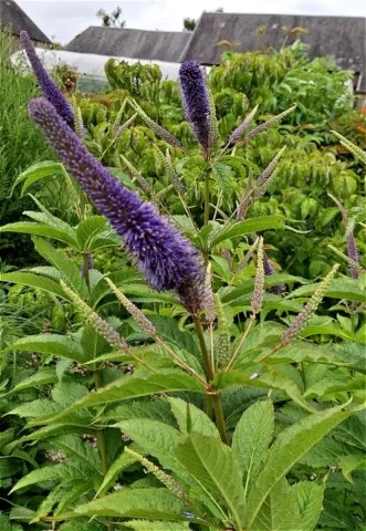 Veronicastrum sachalinense