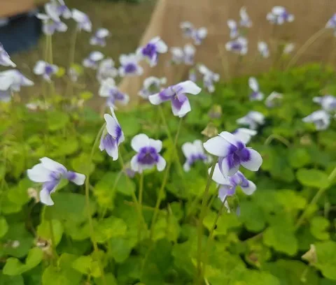 Viola hederacea
